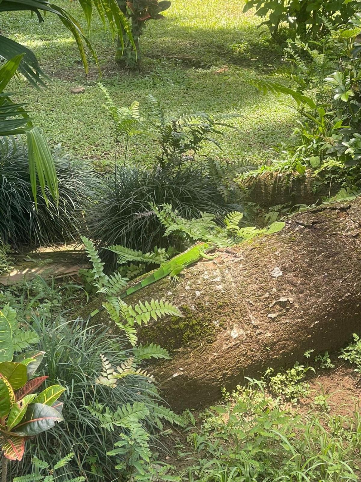 La Foresta Nature Resort Quepos Extérieur photo